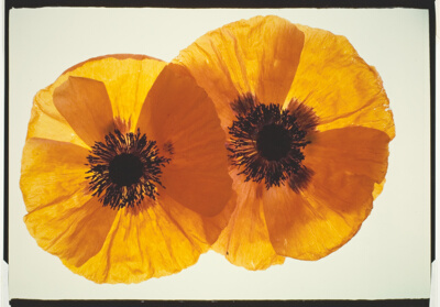 Poppies, Red & Orange #5