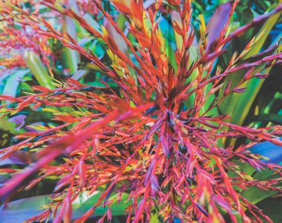 Burst