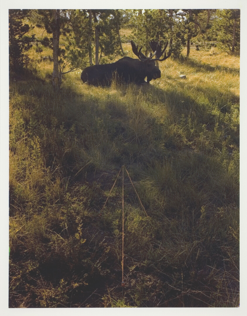 Moose and Arrow, Grand Teton National Park, Wyoming