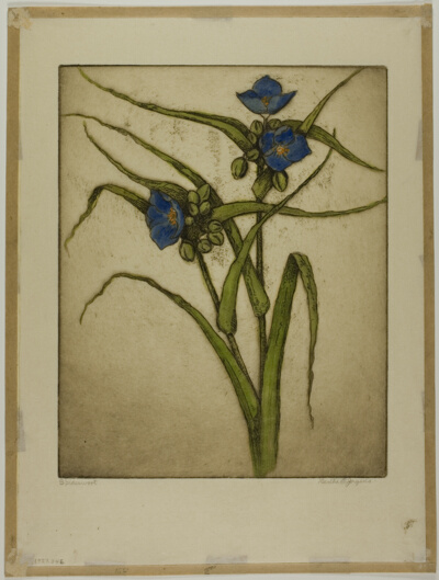 Spiderwort