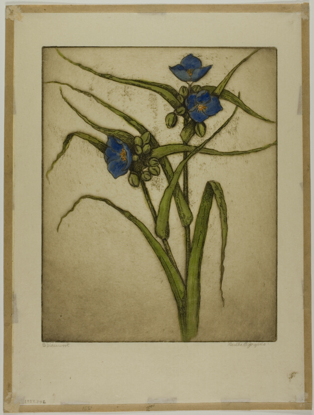 Spiderwort