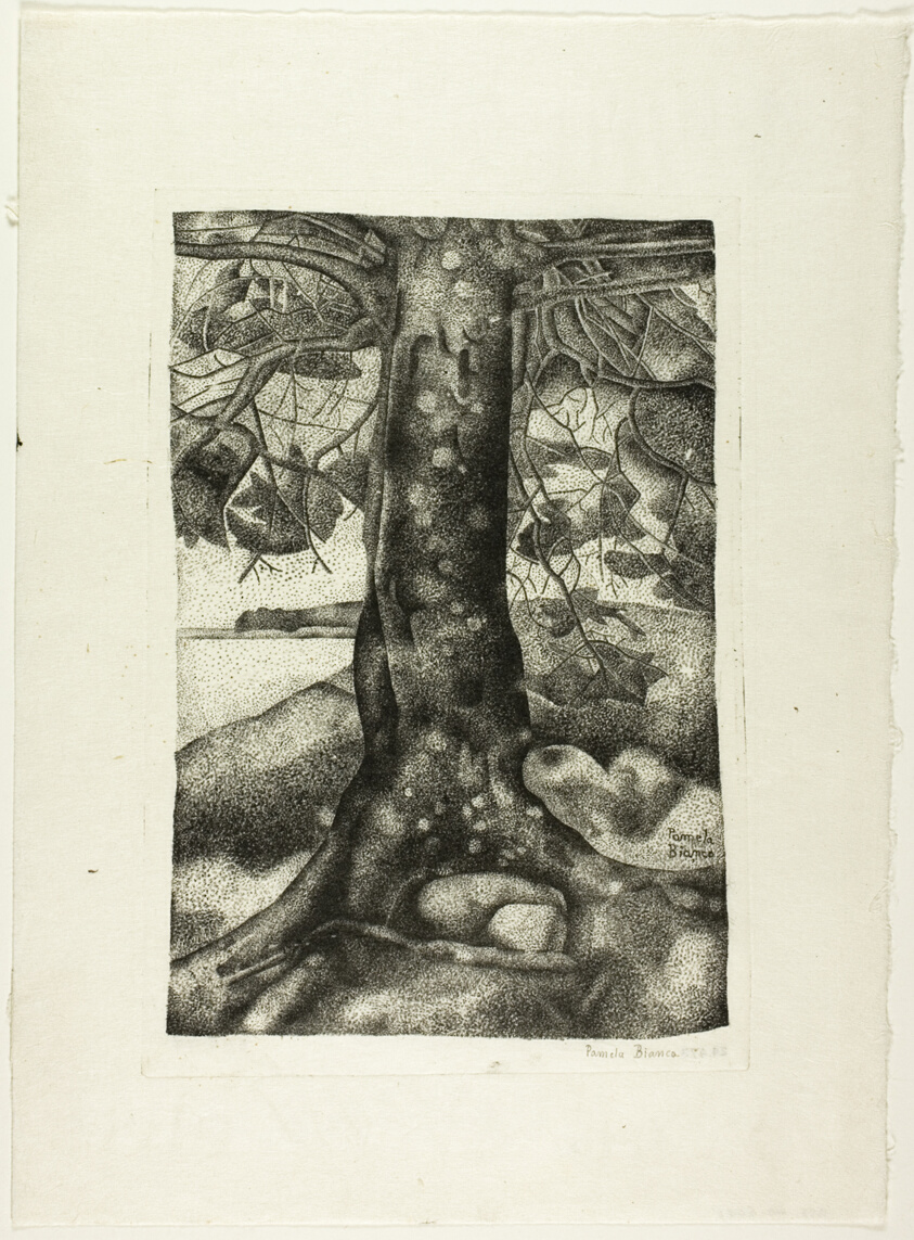 The Balsam Tree