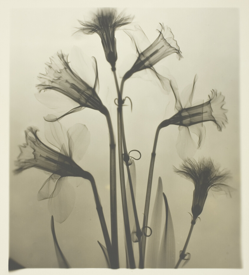 X-Ray of Daffodils