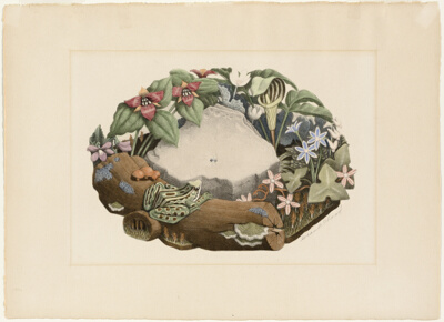 Wild Flowers