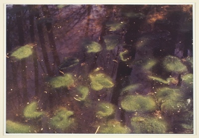 Primordial Pool