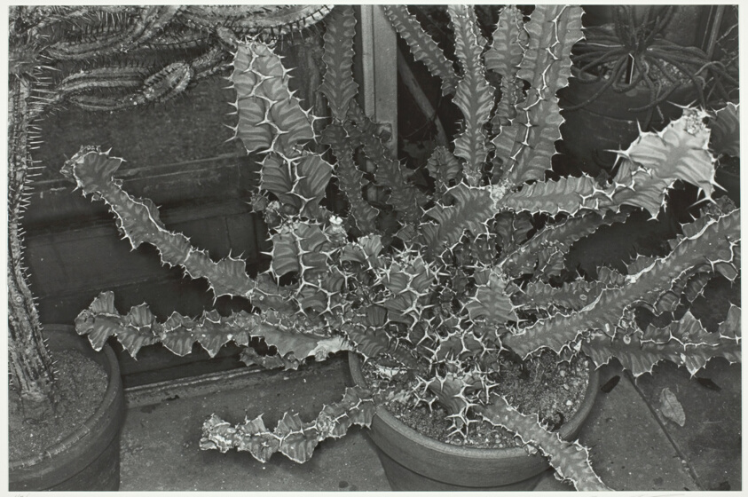 Cactus, Brooklyn Botanical Gardens