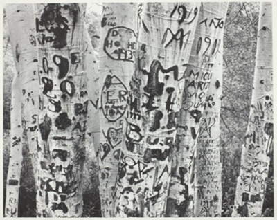 Aspens, Steptoe Creek, Nevada