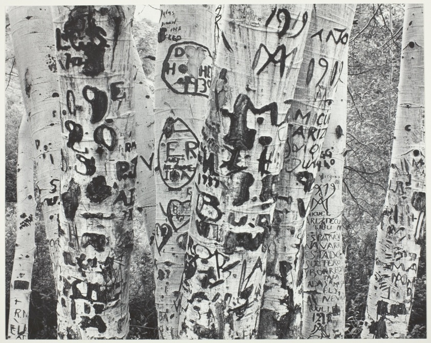 Aspens, Steptoe Creek, Nevada