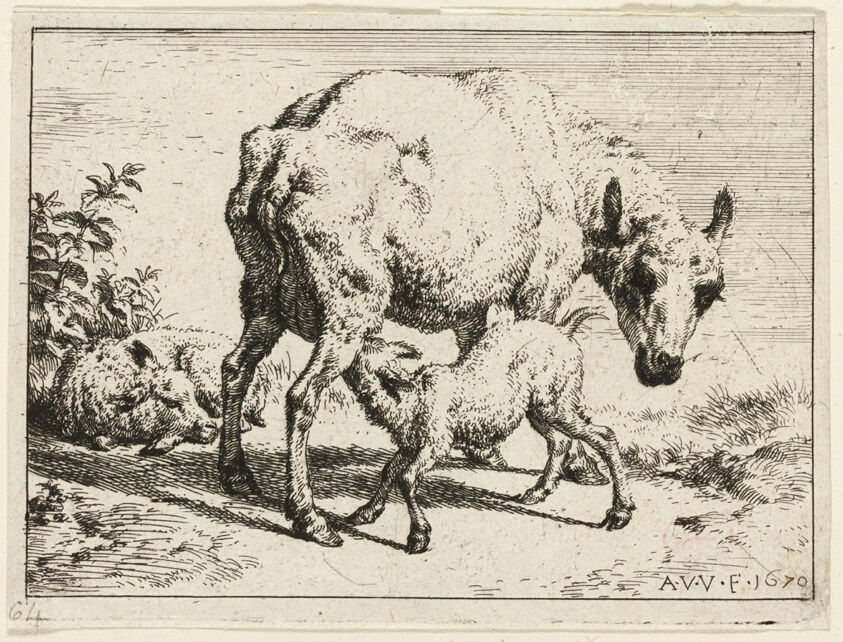 The Lamb