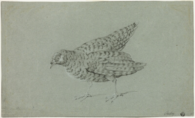 Partridge