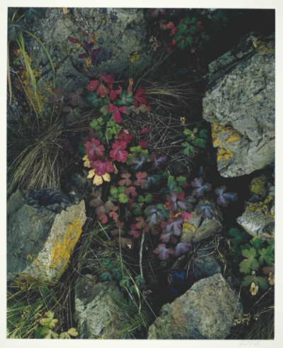 Columbine Leaves, Great Spruce Head Island, Maine