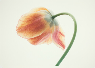 Tulips - Orange and Yellow #2