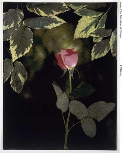 Flowers, Lab 212S (Rose I)