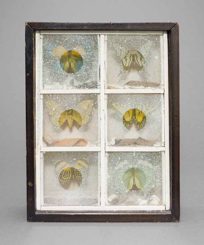 Untitled (Butterfly Habitat)