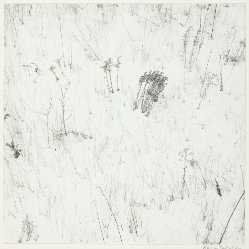 Weeds in Snow
