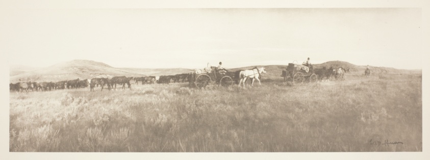 Two Wagons and Horses