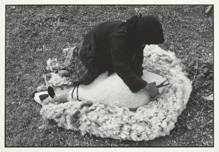 Shearing a Sheep, Crète, from the series "A Greek Portfolio"