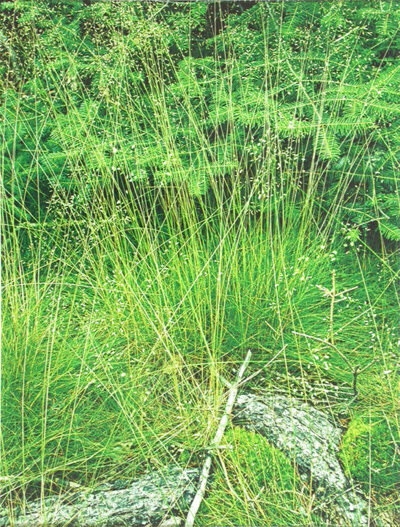 Grass & Balsam, Great Spruce Head Island, Maine
