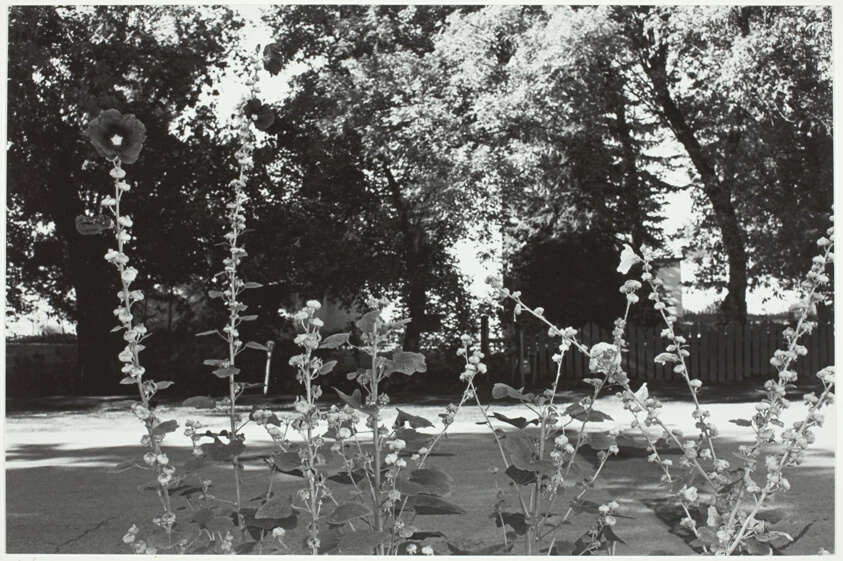 Hollyhocks, Taos, New Mexico