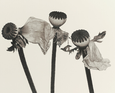 Single Oriental Poppy (A), New York