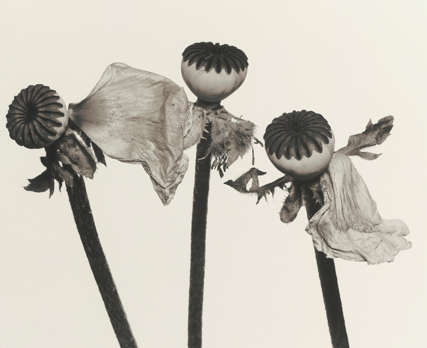 Single Oriental Poppy (A), New York