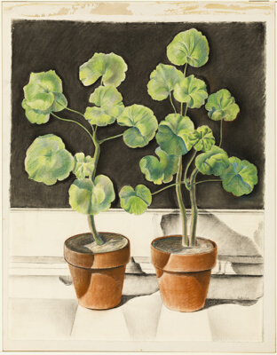 Geraniums, Pots, Spaces