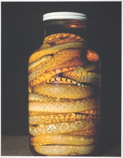 Field Museum, Jar of Bullsnakes, Various Dates