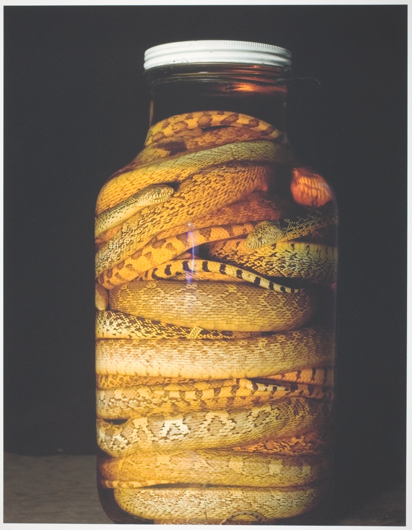 Field Museum, Jar of Bullsnakes, Various Dates
