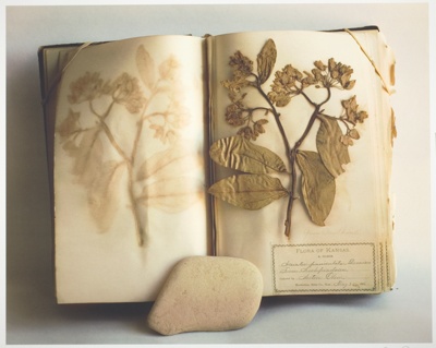 Flora of Kansas, Green Milkweed, 1886