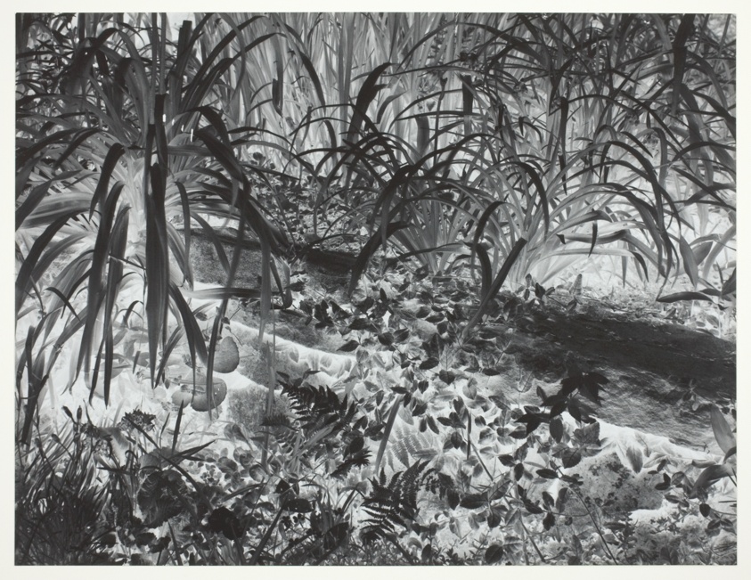 Negative Print #2, Brewster, New York