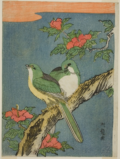 Two Birds on Hibiscus Tree
