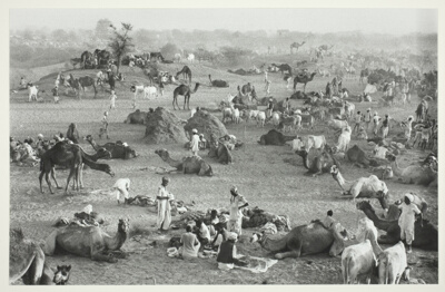 Camel Market