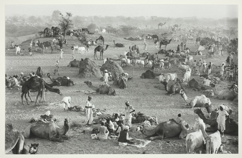 Camel Market