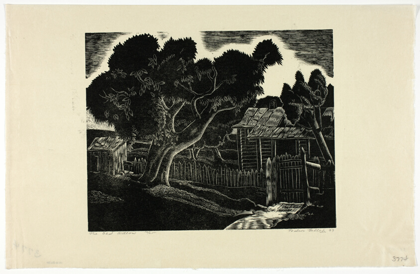 The Old Willow