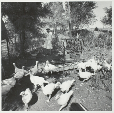 Beulah’s Turkeys, from the series "No Mountains in the Way" (1974)