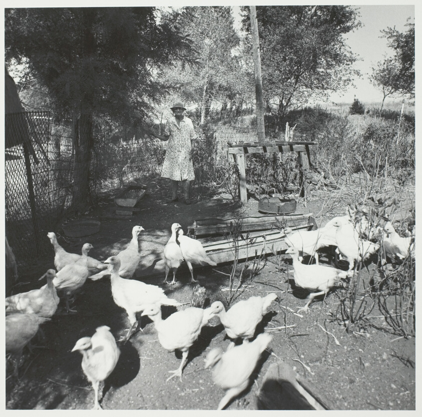 Beulah’s Turkeys, from the series "No Mountains in the Way" (1974)
