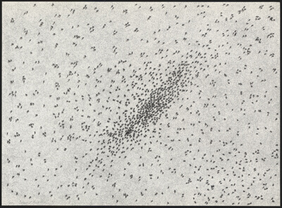 Insect Slant, from Realities and Paradoxes