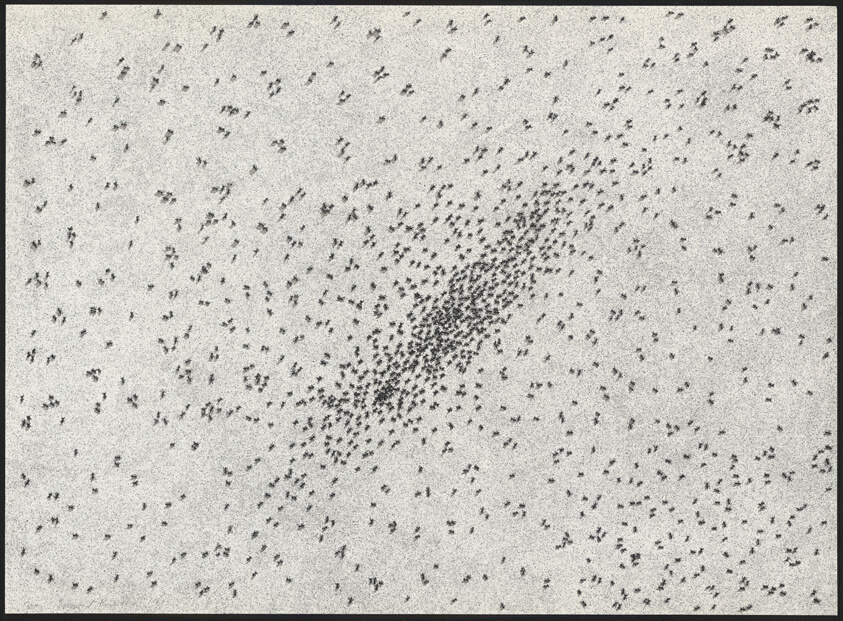 Insect Slant, from Realities and Paradoxes