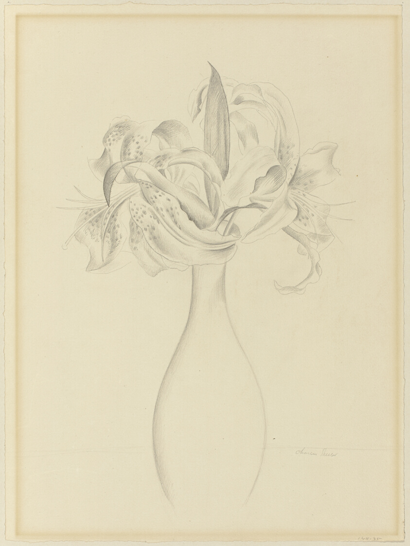 Tiger Lilies
