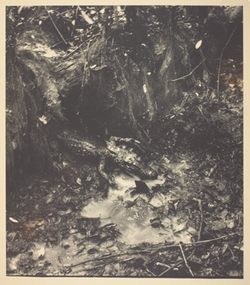 Pirofagus Catalanae