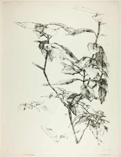 Branch of Leaves