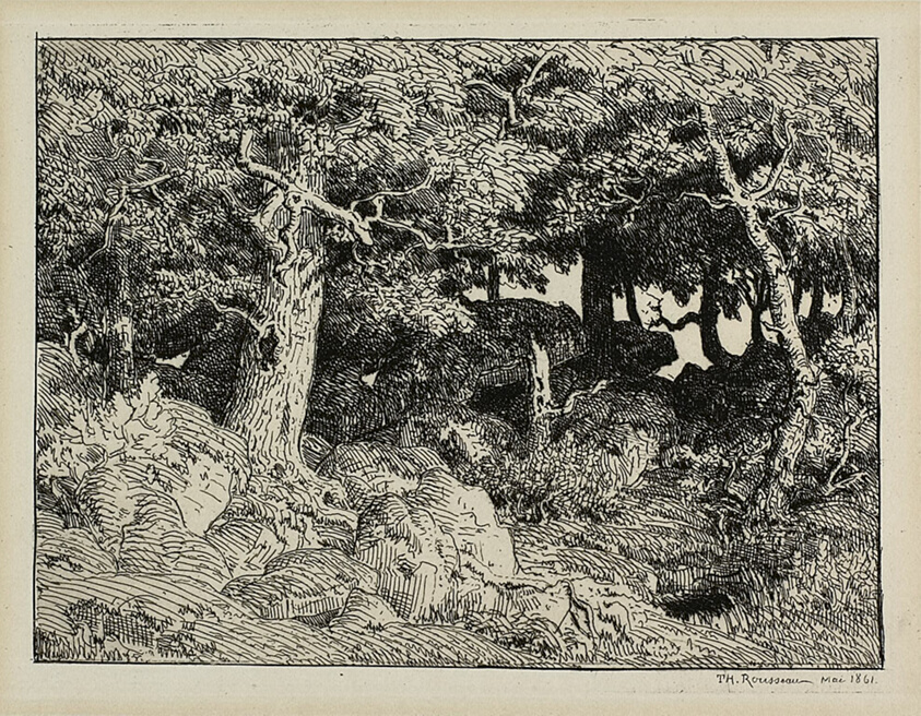 Oak from Rocks