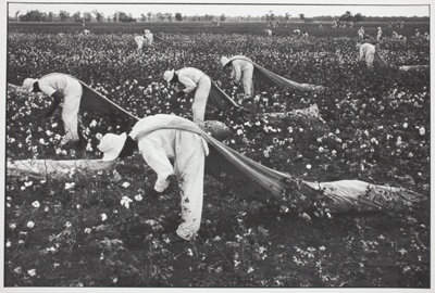 Cotton Pickers, Ferguson Unit, Texas, from the series "Conversations with the Dead" and No. 12 from the portfolio "Danny Lyon" (1979)