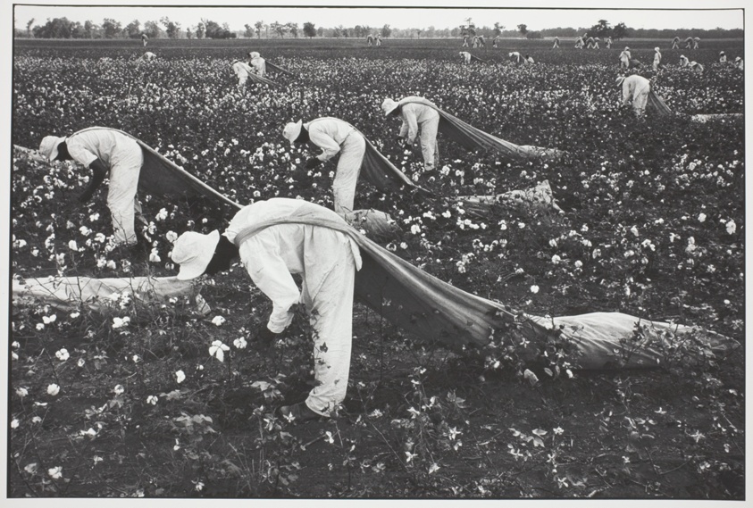 Cotton Pickers, Ferguson Unit, Texas, from the series "Conversations with the Dead" and No. 12 from the portfolio "Danny Lyon" (1979)