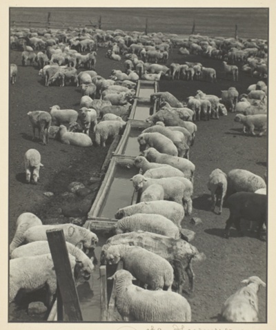 Sheep at watering cross