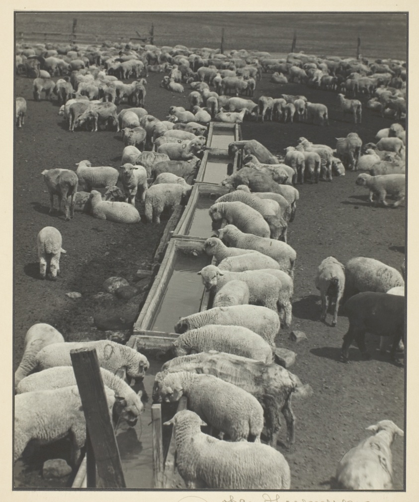 Sheep at watering cross