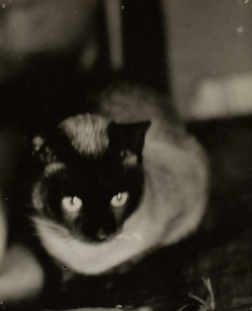 Persian Cat ("The Beautiful Mimi")