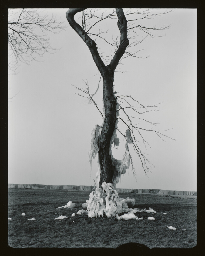 Tree, Lake Michigan, Chicago