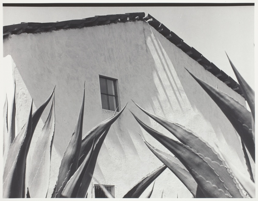 Window on the Maguey Cactus (Ventana a los Magueyes)