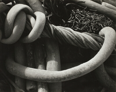 Kelp (Carmel)